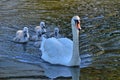 Swan with your fledglings Royalty Free Stock Photo