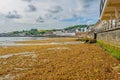 Swanage beach covered in brown seaweed at the outgoing tide on a summer morning