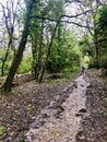 Swanage, UK: Woodland with road winding through. Pathway with journey concept. Green trees, leaves, foliage. Road trip through row Royalty Free Stock Photo