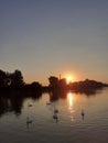 Swans on river. Sewang, beaut, love, birds, sunrising, sun, Danube, river, hapiness