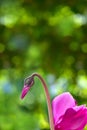 Swanlike Cyclamen Bud and Petals