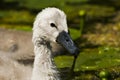 Swanling Royalty Free Stock Photo