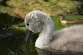 Swanling Royalty Free Stock Photo