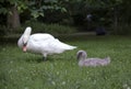 Swanling with parent in Prospect Park Brooklyn