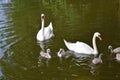 Swanlings with cob and pen mute swan relaxed in water Royalty Free Stock Photo