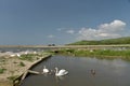 Swannery at Abbotsbury, Dorset