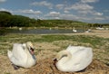 Swannery at Abbotsbury, Dorset Royalty Free Stock Photo