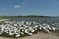 Swannery at Abbotsbury, Dorset Royalty Free Stock Photo