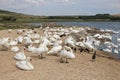 The Swannery - Abbotsbury, Dorset, UK