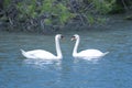 Swans Royalty Free Stock Photo