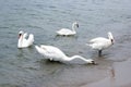 Swans