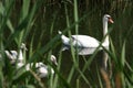 Swans Royalty Free Stock Photo