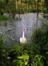 swans Royalty Free Stock Photo