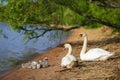 A family of swans resting in front of the lake
