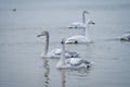 Swans Royalty Free Stock Photo
