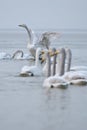 Swans Royalty Free Stock Photo