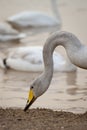 Swans Royalty Free Stock Photo