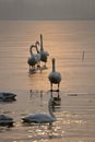 Swans Royalty Free Stock Photo