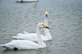 Swans Royalty Free Stock Photo
