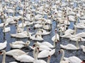 Swans Royalty Free Stock Photo