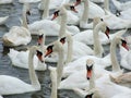 Swans