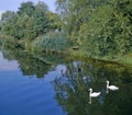 Swans Royalty Free Stock Photo