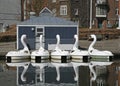 Swans