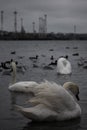 Swans against some industrial buildings near the Chornomorsk ferry, Ukraine