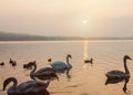 swans along the lake of Varese italy lombardy during sunset. Royalty Free Stock Photo