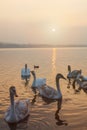 swans along the lake of Varese italy lombardy during sunset. Royalty Free Stock Photo