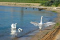 Swans arrived at the Black Sea