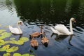 Beautiful swan familly on water