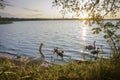 Swans with baby swans in the evening on the lake, family of swans at sunset Royalty Free Stock Photo