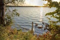 Swans with baby swans in the evening on the lake, family of swans at sunset Royalty Free Stock Photo