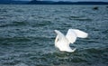 Swans on Balaton lake Royalty Free Stock Photo
