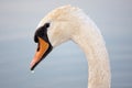 Swans on Balaton lake Royalty Free Stock Photo