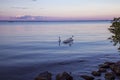 Swans on Balaton lake in a calm evening scenery at sunset Ungar Royalty Free Stock Photo