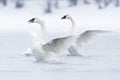 Swans in ballet on water Royalty Free Stock Photo