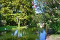 Swans on the bank of the pond in the city of New Athos in Abkhazia