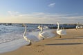 Swans on beach