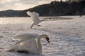 Swans on the beach covered in snow