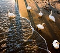 Swans on the beach at the edge of the surf beach of Sopot at dawn