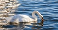 Swans beak in water. Swan on lake water in sunset day, Swans on pond, nature series. Royalty Free Stock Photo