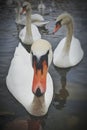 Swans