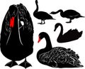 Swans bird silhouettes collection isolated on black background Royalty Free Stock Photo