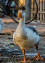 Swans or Raj Hash are birds of the family Anatidae Royalty Free Stock Photo