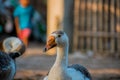 Swans or Raj Hash are birds of the family Anatidae Royalty Free Stock Photo