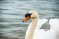 Portrait of a beautiful swan in water