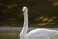 A Portrait of a Swan in the river pond floating in the middle of the plants and looking backwards in the camera Royalty Free Stock Photo