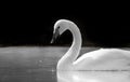 A Portrait of a Swan in the river pond floating in the middle of the plants and looking backwards in the camera Royalty Free Stock Photo